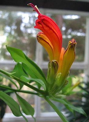 Blüten von Aeschynanthus spec.