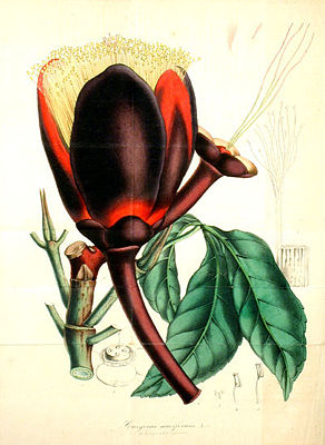 Souarinussbaum, auch Butternuss genannt, (Caryocar nuciferum), Illustration.