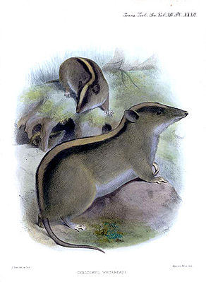 Luzon-Bergstreifenratte (Chrotomys whiteheadi), Illustration nach Joseph Smit