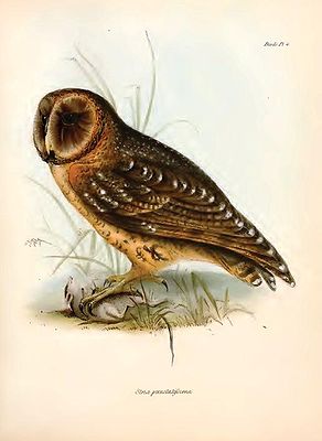 Galapagos Barn Owl.jpg