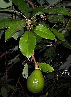 Avocado-Frucht am Baum