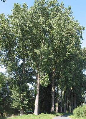 Kanadische Pappel (Populus canadensis)