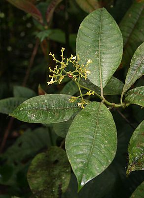 Psychotria solitudinum, blühender Zweig