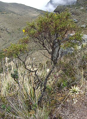 Hypericum myricariifolium