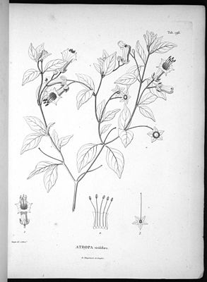 Historische Darstellung als Atropa viridiflora