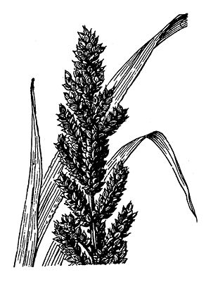 Japanhirse (Echinochloa frumentacea)