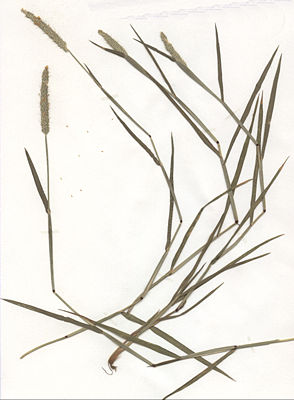Knick-Fuchsschwanz (Alopecurus geniculatus) (Herbarbeleg)