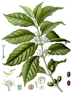 Arabica-Kaffee (Coffea arabica)