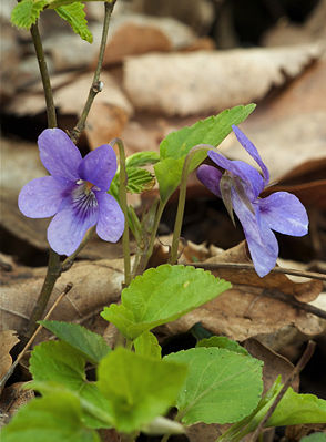 Waldveilchen (Viola reichenbachiana)