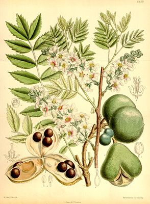 Gelbhorn (Xanthoceras sorbifolia)