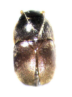 Acrotrichis insularis