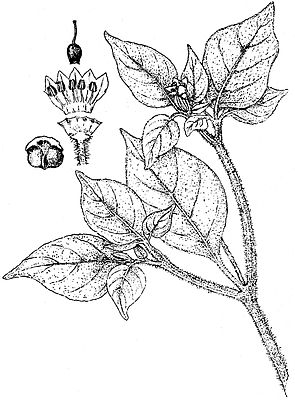 Capsicum galapagoense, Illustration