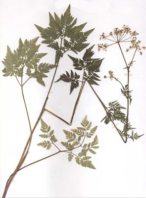 Gold-Kälberkropf (Herbarbeleg) (Chaerophyllum aureum)