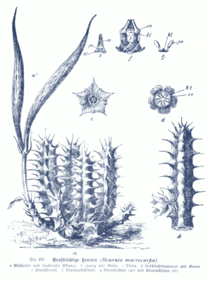 Huernia macrocarpa, Illustration