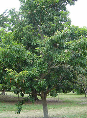 Breiapfelbaum (Manilkara zapota)