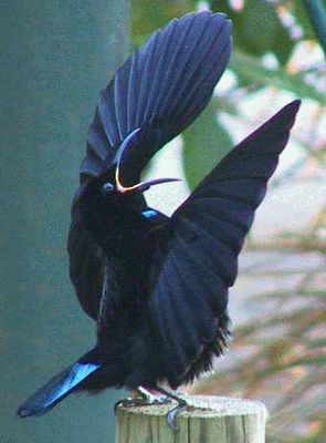 Viktoria-Paradiesvogel (Ptiloris victoriae) ♂