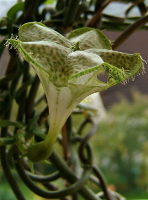 Kletternde Leuchterblume (Ceropegia sandersonii)