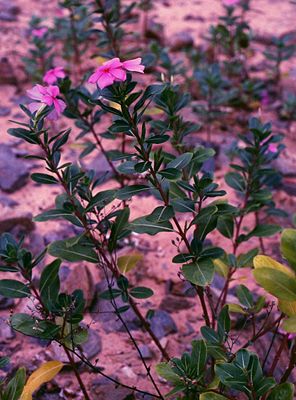 Rosafarbene Catharanthe (Catharanthus roseus)
