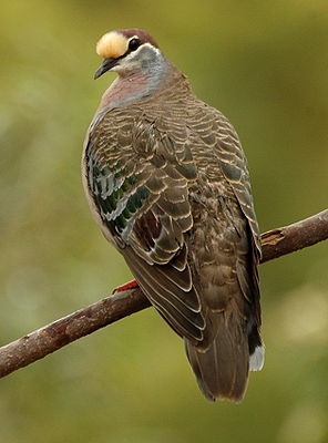 Bronzeflügeltaube (Phaps chalcoptera)