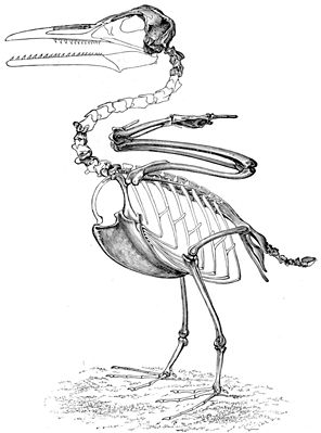 Ichthyornis - Zeichnung von Othniel Charles Marsh