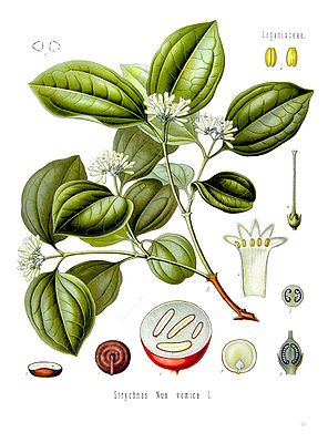 Brechnuss (Strychnos nux-vomica)