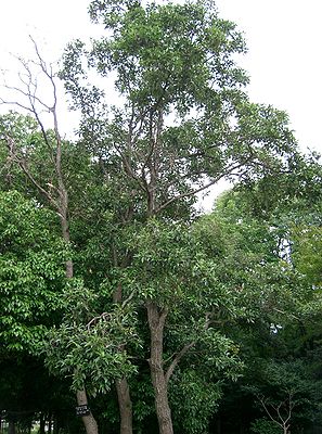 Japanische Erle (Alnus japonica)