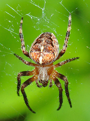 Gartenkreuzspinne (Araneus diadematus)