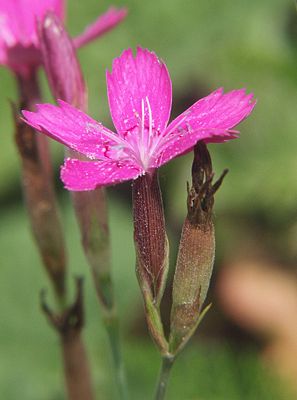 Heide-Nelke (Dianthus deltoides)