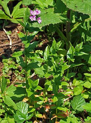 Quirl-Weidenröschen (Epilobium alpestre), Hochschwab (Steiermark), ca. 1750 m