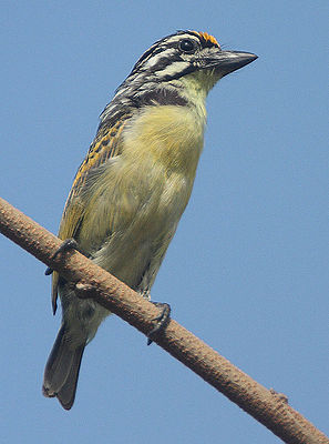 Flickr - Rainbirder - Yellow-fronted Tinkerbird (Pogoniulus chrysoconus).jpg