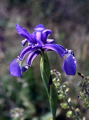 Bastard-Schwertlilie (Iris spuria)