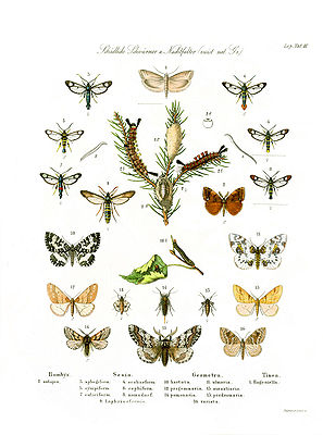 Kolorierter Stich mit forstschädlichen Schmetterlingen von Tieffenbach aus Ratzeburgs „Die Waldverderbnis“ (1866)