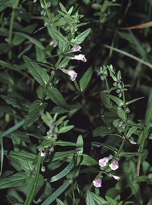 Kleines Helmkraut (Scutellaria minor)