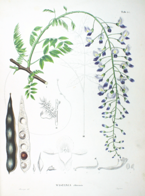 Chinesische Wisteria (Wisteria sinensis), Illustration