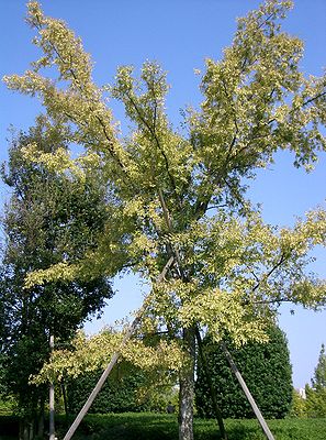 Chinesische Ulme (Ulmus parvifolia)