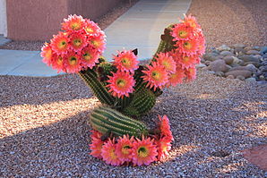 Cactus flowering, Sun City West, Arizona.jpg