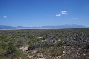 typische Greasewood (Sarcobatus)-Vegetation bei Moffat