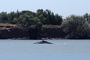 Der Wal Delta im Jahr 2007