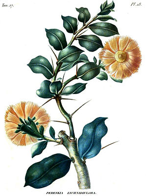 Pereskia lychnidiflora.jpg
