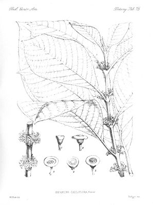 Siparuna cauliflora, Illustration.