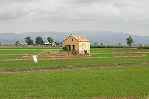 Reisfelder bei Deltebre