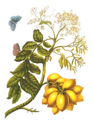 Spondias purpurea Kolorierter Kupferstich von Maria Sibylla Merian aus Metamorphosis insectorum Surinamensium, Bildtafel XIII, 1705