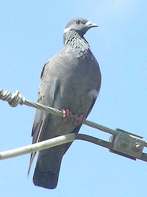White-collared pigeon1.jpg