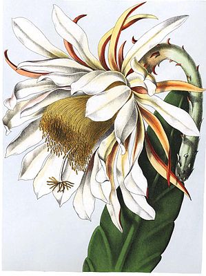 Epiphyllum thomasianum (as Phyllocactus thomasianus) 1.41.jpg