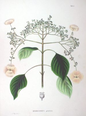 Blühende Kletterhortensie (Hydrangea petiolaris)