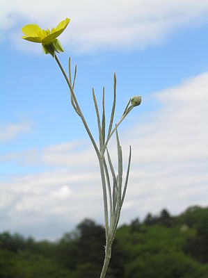 Ranunculus illyricus1.JPG