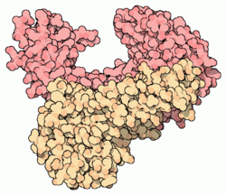 Reverse Transkriptase