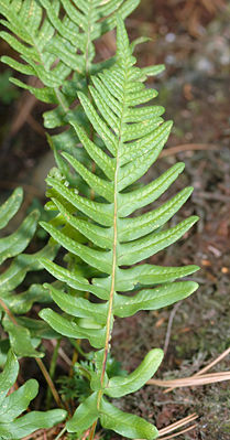 Gewöhnlicher Tüpfelfarn (Polypodium vulgare)
