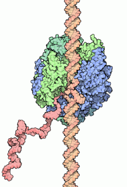 RNA-Polymerase
