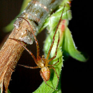 Herbstspinne (Metellina mengei)